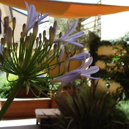 Bed & Breakfast Guerrazzi Pisa