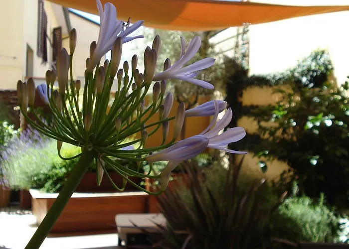 B&B Guerrazzi 피사