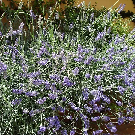 Guerrazzi Panzió 4*